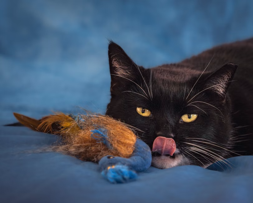 Varinha Interativa para Gatos